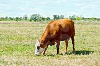 Cow brown and white grazing on a green meadow