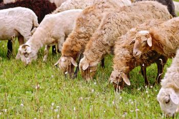 A herd of brown and white sheep graze the grass in the meadow