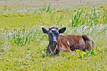 Brown calf lying in grass on a meadow