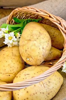 Yellow potato tubers with a flower in a wicker basket on the background of wooden boards and burlap