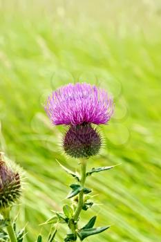 Pink thistle flower on a background of green grass