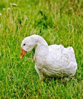 White goose standing in green grass
