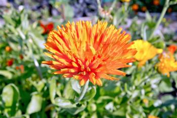 Bright orange terry flower of calendula on a background of green leaves and grass