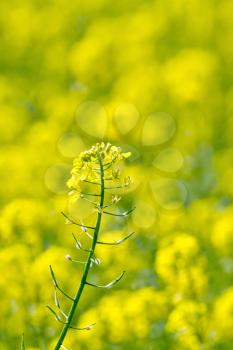 Blooming yellow flowers colza on a background of field