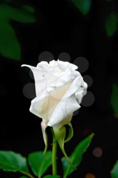 White rose on a background of green leaves and brown earth