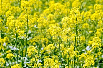 Rapeseed field with blooming yellow flowers and green leaves