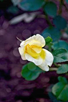 Yellow rose on a background of green leaves and brown earth