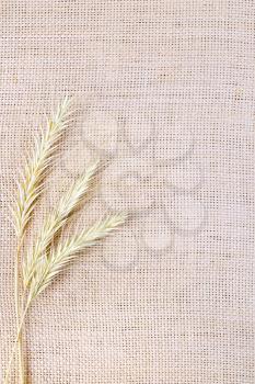 Ripe yellow ears of corn on a background of rough cloth of burlap