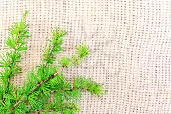 Sprig of fir with green needles on the background of coarse cloth of burlap