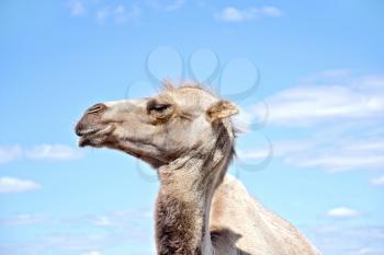 Bactrian camel brown on a background of blue sky and clouds