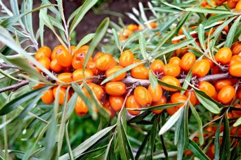 Branch with orange berries of sea-buckthorn on a background of green leaves