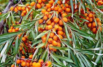 Branch with ripe orange sea-buckthorn berries on a background of green leaves