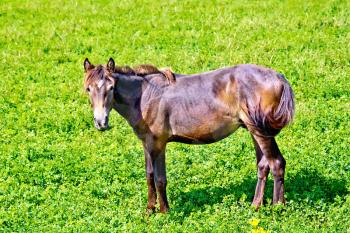 Brown horse in the pasture with green grass