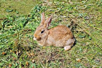 Brown rabbit on a background of green grass clippings