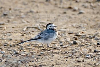 Wagtail on a background of brown sand and small pebbles
