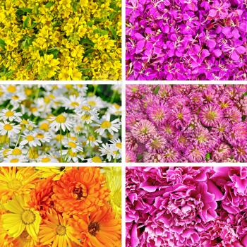 Set flowers texture loosestrife, fireweed, chamomile, clover, calendula and peony