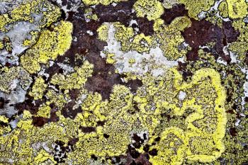 Texture of yellow and brown mold on stone