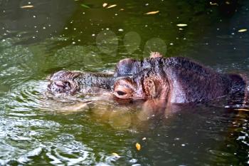 Hippopotamus swimming in the green water pond