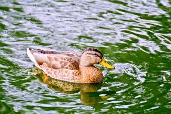 Wild brown duck swimming in green water reservoir