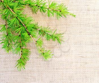 Green fir twig on the background of coarse cloth of burlap