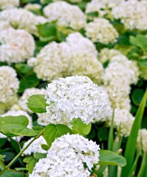 Fluffy white hydrangea blossoms against a background of green leaves