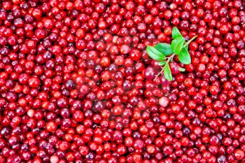 Texture of ripe red berries lingonberry with a sprig