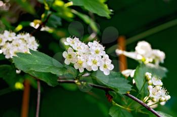 White flowers with brown stamens and green leaves on a branch of hawthorn