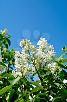 Branches with flowers of white lilac on a background of blue sky