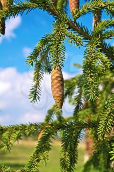 Fir cones on the background branches with green needles, blue sky and white clouds