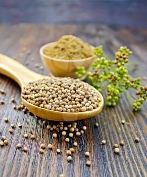 Coriander seeds in a spoon and powder in a bowl, umbrella immature green coriander seeds on the background of dark wooden board