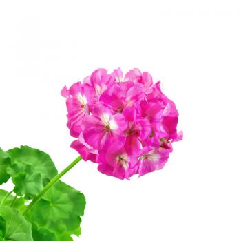 The inflorescence is bright pink geranium with green leaves isolated on white background