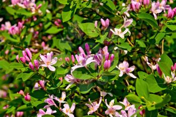Pink flowers of honeysuckle on a background of bright green leaves