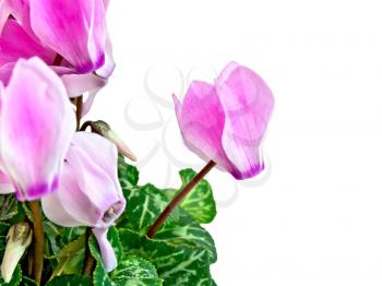 Pink cyclamen flowers with green leaves isolated on white background