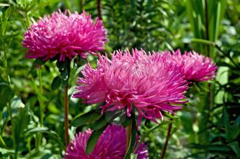 Bright pink asters flowers on a background of green foliage
