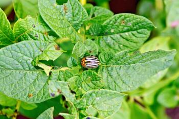 Striped colorado beetle on green potato leaves