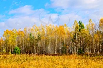 Autumn forest with yellow grass and trees with yellow leaves against the blue sky and clouds