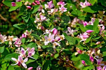 Pink flowers of honeysuckle on a background green leaves