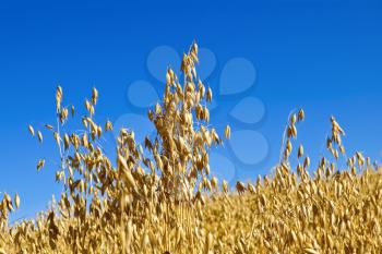 Golden stalks of oats against the blue sky