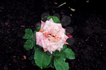 Spotted pink rose with water drops on a background of green leaves and ground
