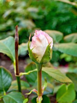 Risen bud pale pink rose on a background of green foliage