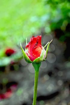 Risen bud of a red rose on a background of green foliage