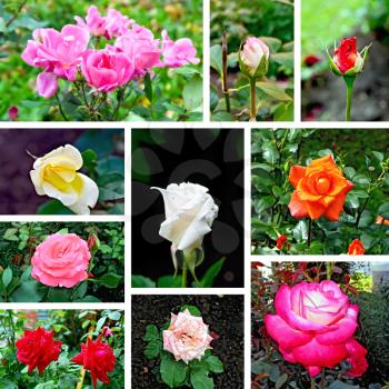 Collection of images of buds and open flowers of different roses