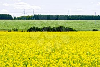 Rapeseed field with yellow flowers, green leaves of beets on the background of trees and sky