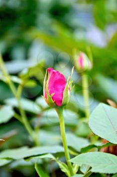 Risen bright pink rose bud on a background of green foliage