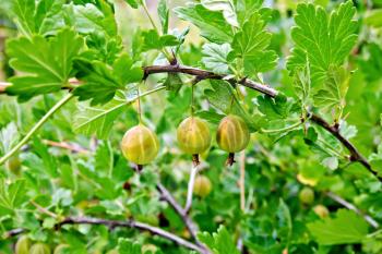 Three gooseberry berries on a background of green leaves and twigs