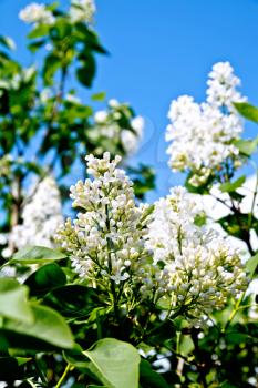 Branches with flowers of white lilac and green leaves against a blue sky