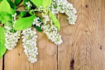 Flowering white flowers of a bird cherry tree with green leaves against the background of old wooden boards