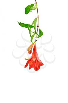 Red garnet flower on a branch with green leaves isolated on white background