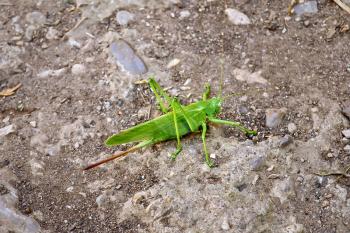 A large green grasshopper on an old stone path
