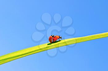 Two ladybugs during reproduction on a leaf on a background of blue sky